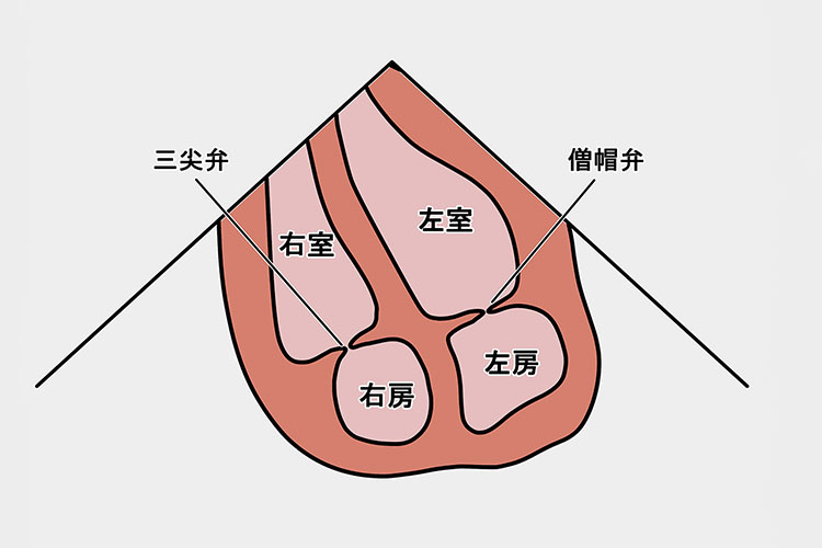 心臓弁膜症のイメージ画像1